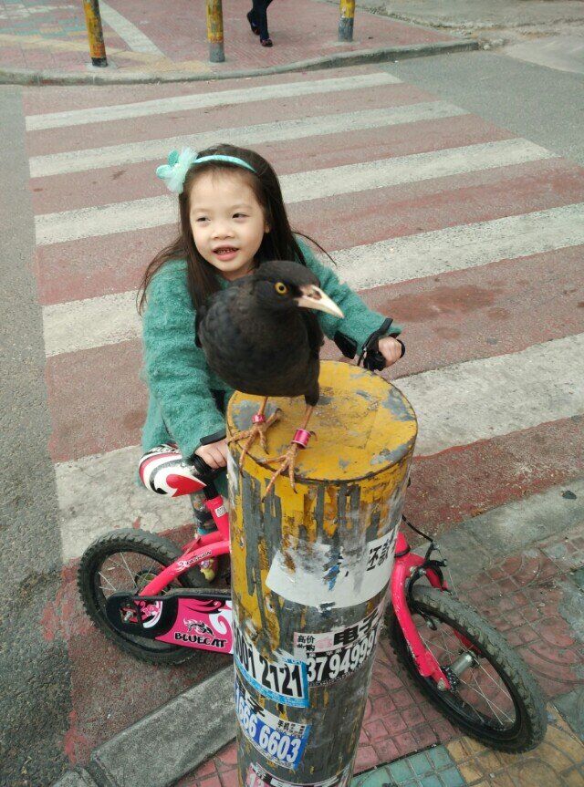 养八哥知识大全书籍,天下一场梦养八哥