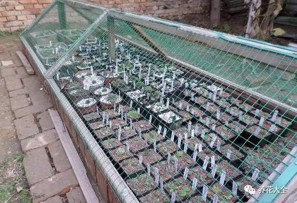 多肉有毒到底有多可怕 (各种多肉有毒吗)