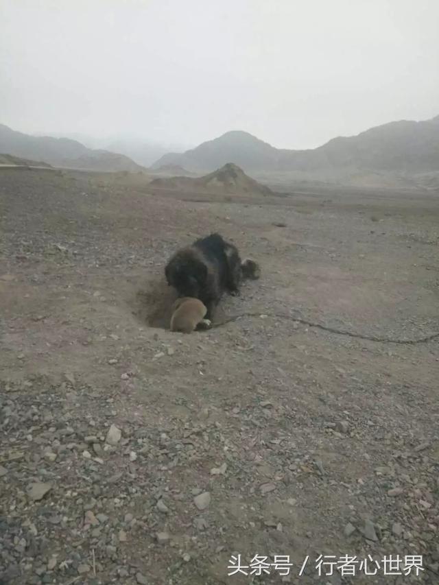 请尊重宠物,不纯的藏獒