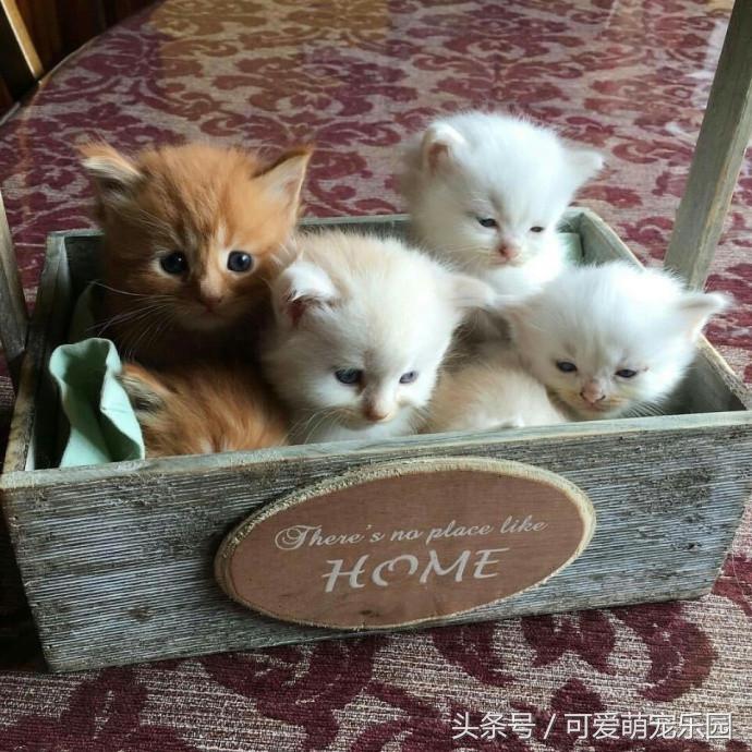 如果抓住猫的尾巴猫会怎么反应,不小心踩到猫咪的尾巴了