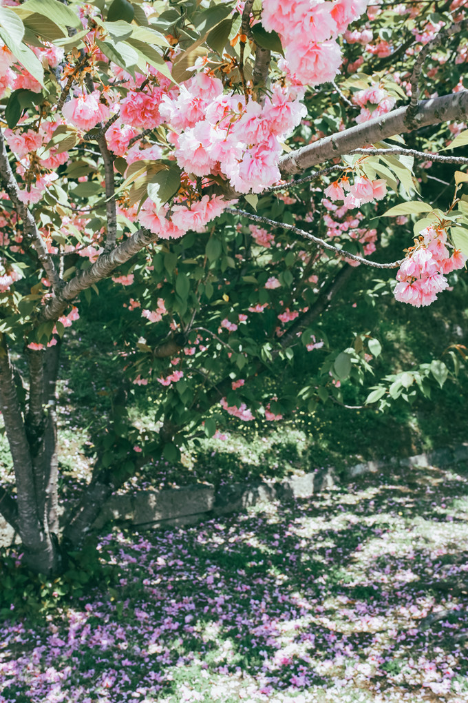 紫藤花开的季节去看锦鲤成了精，据说转发会有好运