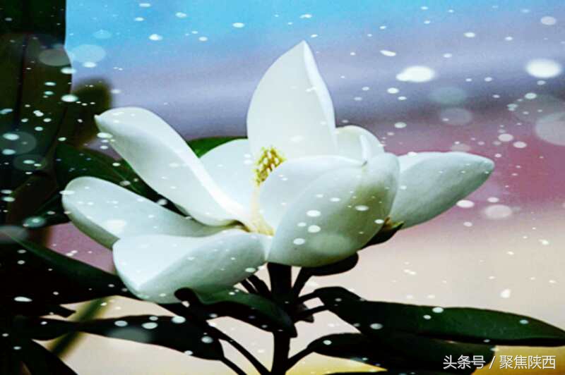 宝鸡：广玉兰我的最爱你是那样的高雅