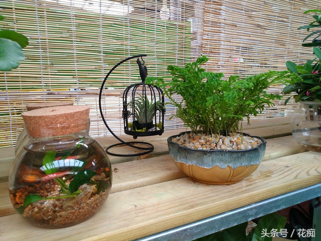 好看的植物活得久繁殖快,好看好养的蕨类植物