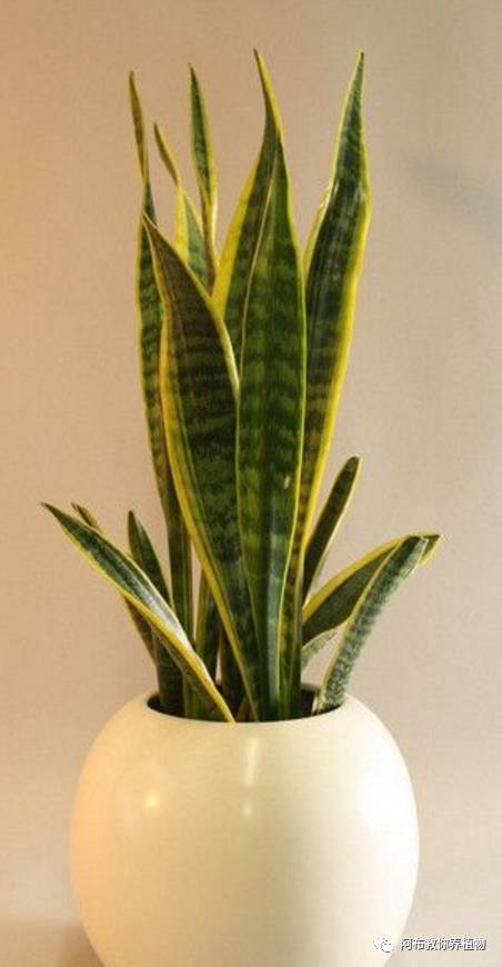 阿布教你养茉莉,阿布教你养植物