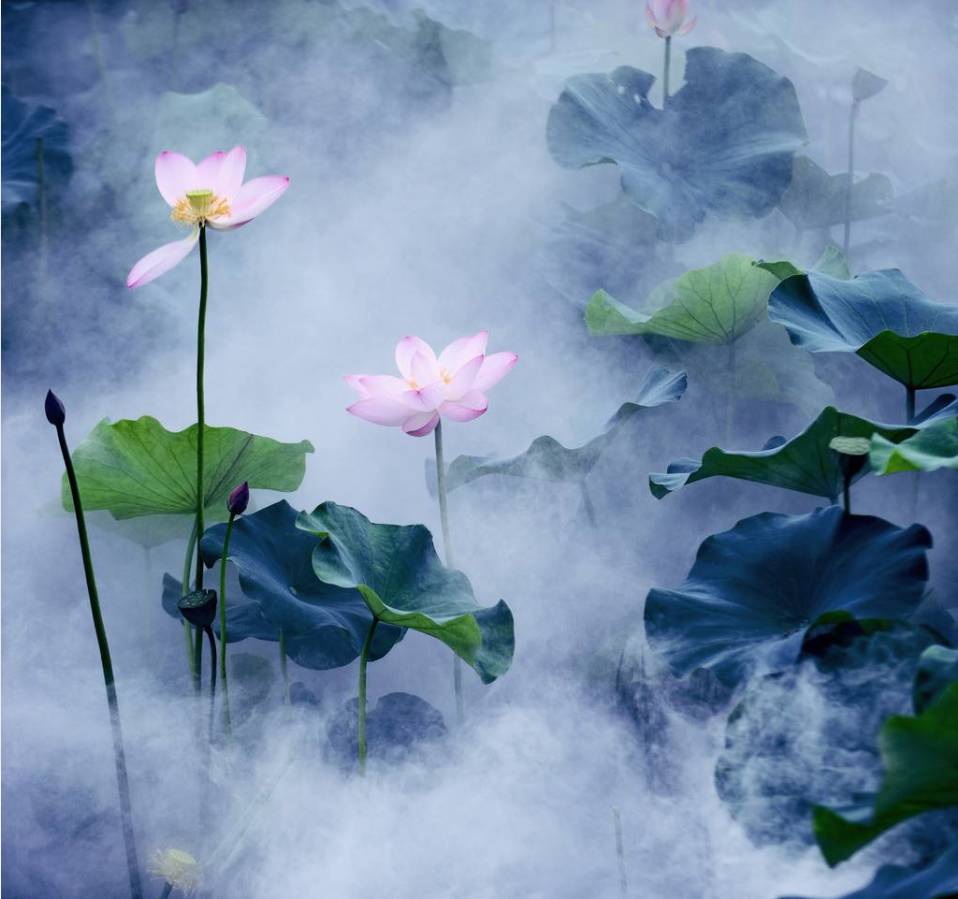 别样红微山湖荷花,微山湖荷花飘香