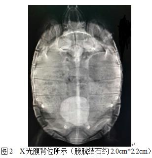 苏卡达陆龟膀胱结石,龟膀胱结石的原因以及治疗方法