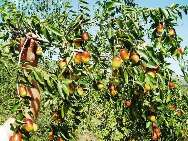 庭院种什么植物风水好,庭院植物风水大全
