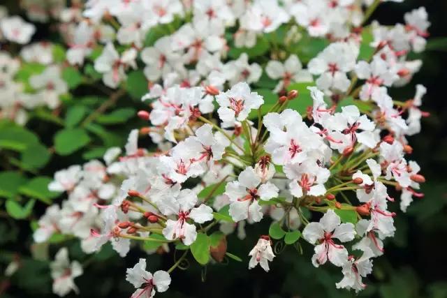 广州长隆六一小孩免门票标准,六一儿童节长隆免票吗