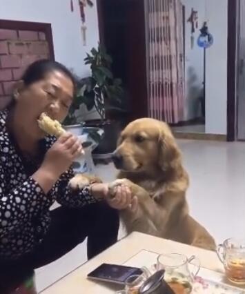 主人在吃玉米金毛狗也想吃结果没一会儿这狗就直接抢走玉米！