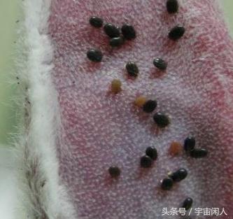 萨摩身上有黑块怎么回事,萨摩身上发现一根黑毛