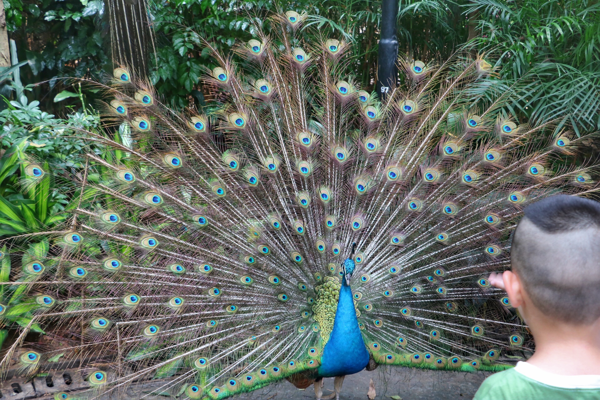 一月广州长隆野生动物园游玩攻略,长隆海洋王国不可错过