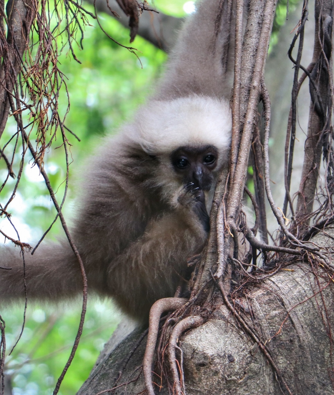 一月广州长隆野生动物园游玩攻略,长隆海洋王国不可错过