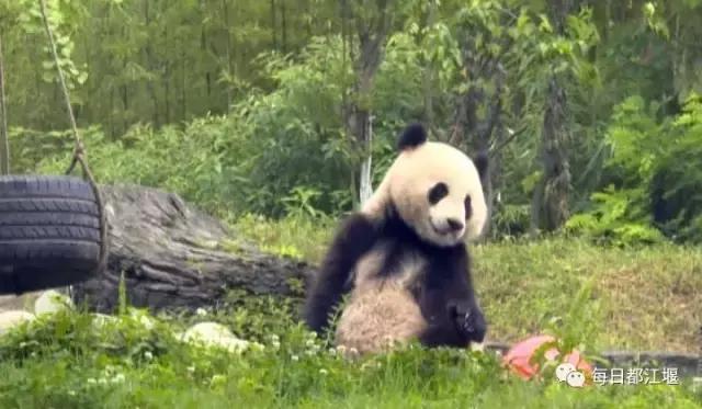 阿根廷足球之旅,阿根廷青少年队