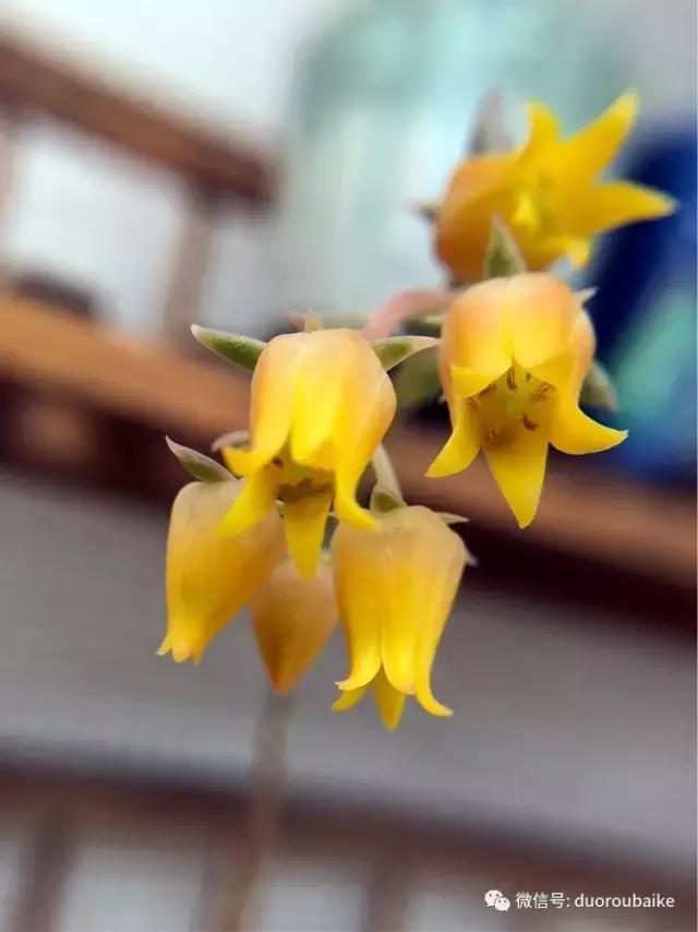 沉浸在花花草草的世界里,沉浸在动物和花海世界中