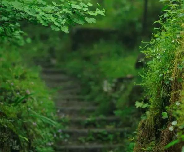 成都周边免费森林自然景点,成都森林避暑好去处