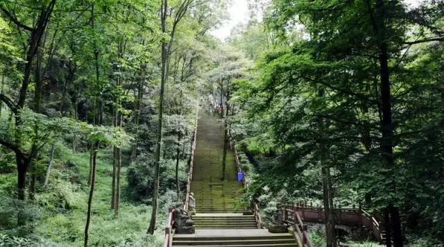 成都周边免费森林自然景点,成都森林避暑好去处