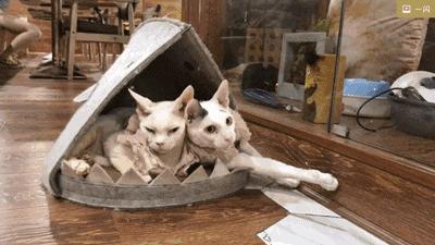 论“在餐厅一边看mao片，一边撸”，是一种什么样的体验？