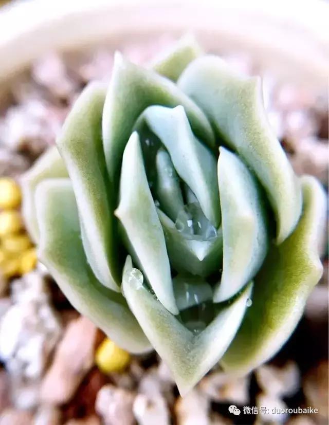 沉浸在花花草草的世界里,沉浸在动物和花海世界中