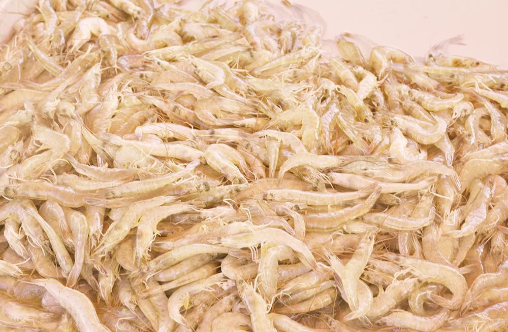 经典海鲜摄影图片,鲜活海鲜摄影技巧