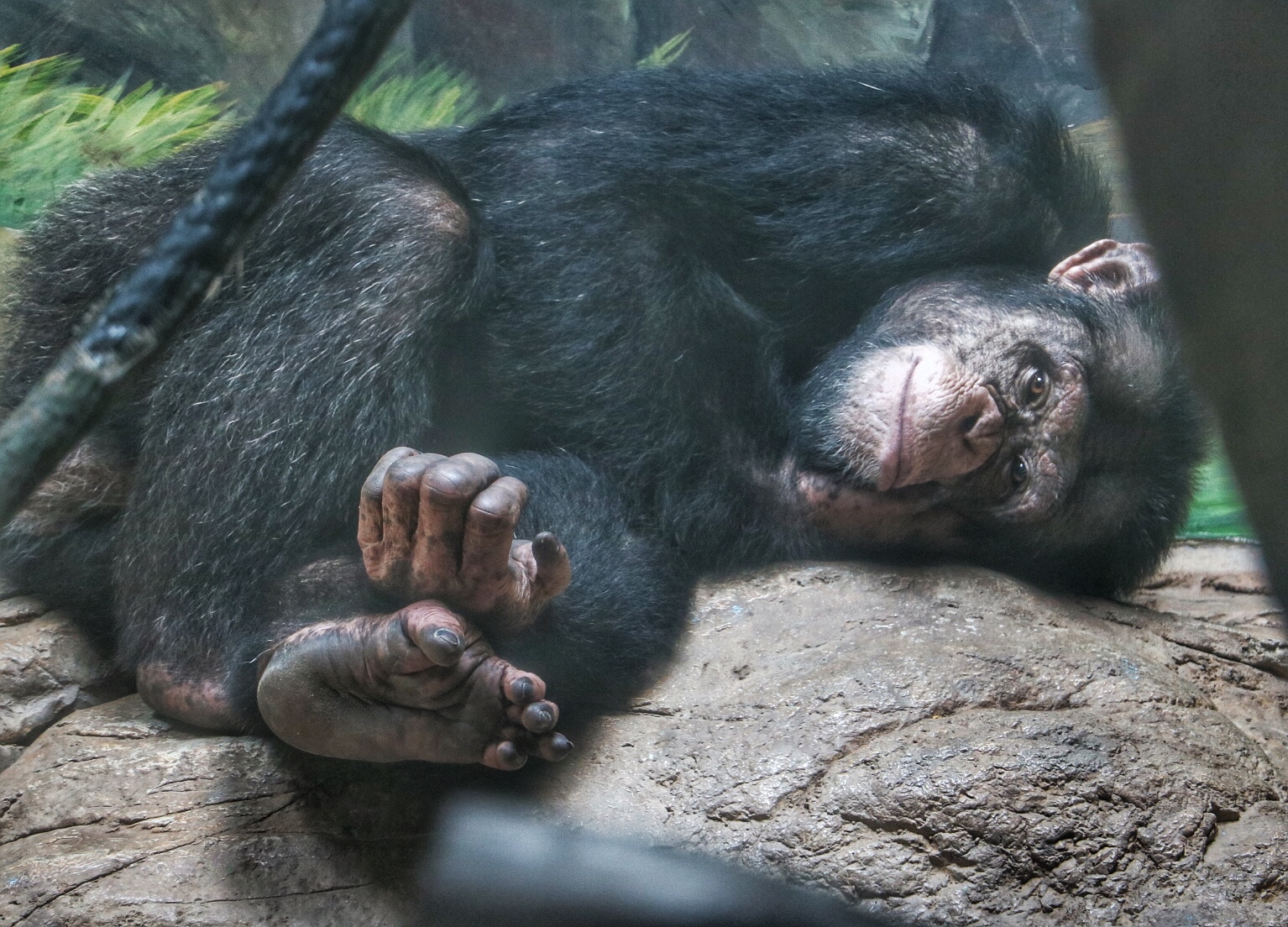 一月广州长隆野生动物园游玩攻略,长隆海洋王国不可错过