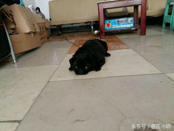 巴哥犬屁股黑色一块是什么,巴哥犬撅屁股是怎么回事