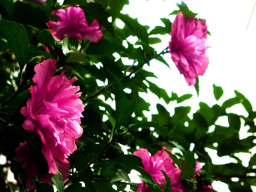 图说丨韩国的国花木槿