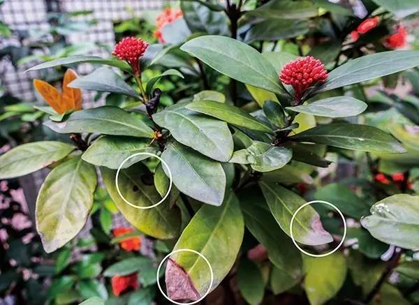 室内绿植长黑斑掉叶子挽救方法,盆栽叶子发黄有斑点怎么解决