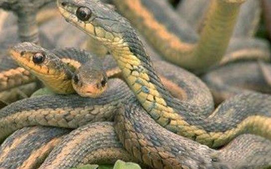 属蛇男和属猴女要什么属相孩子好,属蛇女的和什么属相最配最合适呢