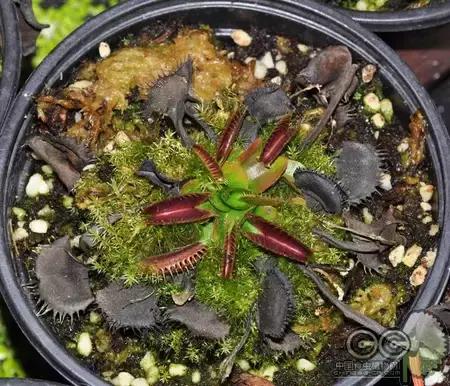 捕蝇草的一些知识,捕蝇草到底应该怎么养