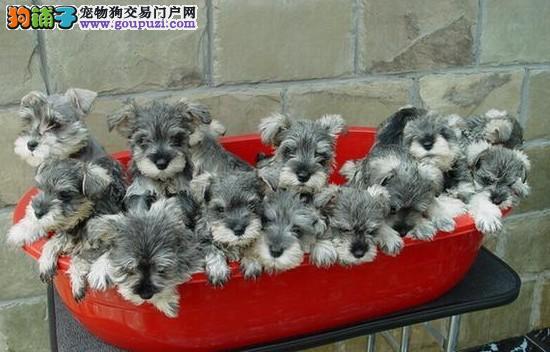 盘点全网最精的狗狗,全网狗狗大合集