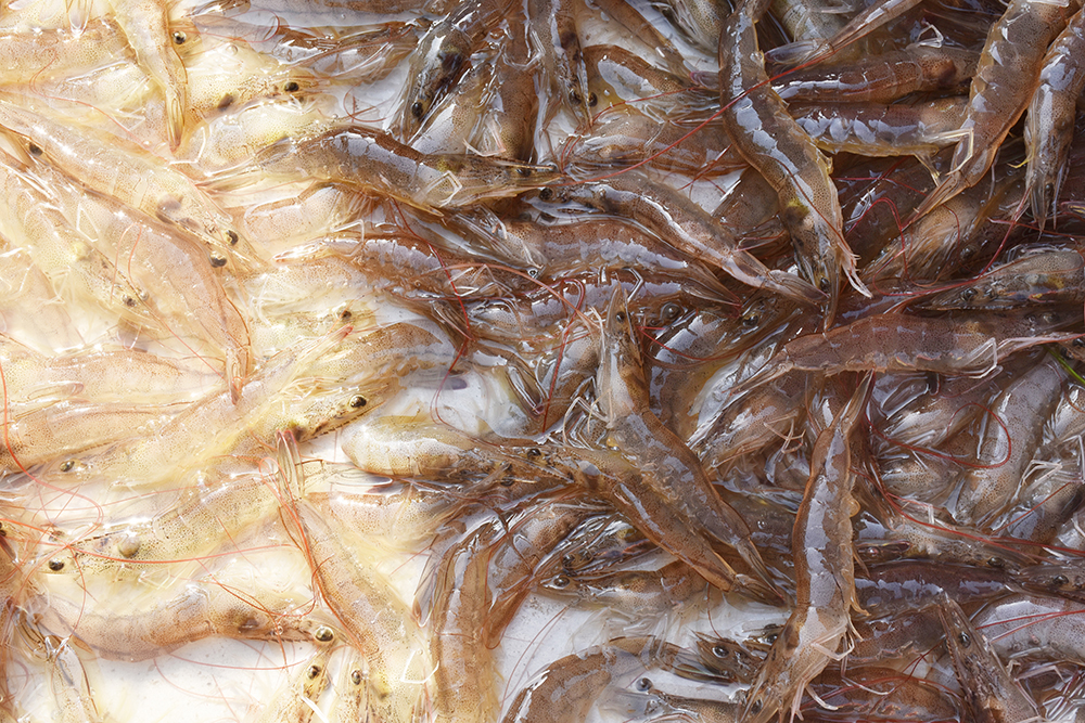 经典海鲜摄影图片,鲜活海鲜摄影技巧