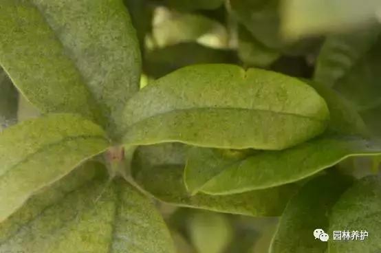 桂花树红蜘蛛怎么治,桂花树叶子病虫害图片