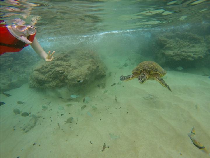 骨灰级探险视频,水上运动场夏威夷maui岛浮潜