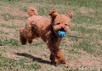 泰迪犬的正确喂养方法,泰迪犬刚生过小狗怎么喂养下奶