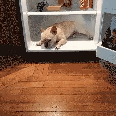 猫咪可以吃的雪糕该怎么做,猫咪能不能吃自制雪糕