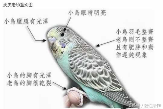 宠物鹦鹉幼鸟公母一对,宠物鹦鹉怎么分