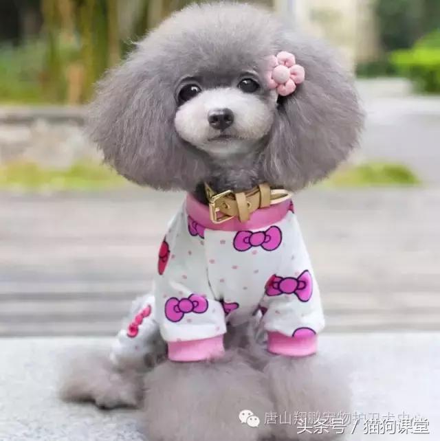 犬种介绍马士提夫犬,犬种介绍视频