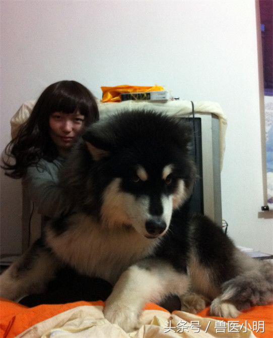 体型小又聪明的串串狗,串串狗的体型为什么比父母大