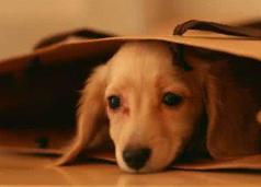 属狗人最难熬的十年,70属狗人的终身宿命