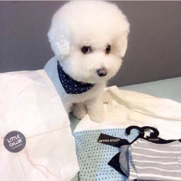 世界十大名犬排行榜第一是哪条狗,世界十大名犬姓名