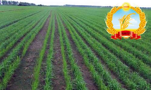 旱稻除杂草技术,稻麦田杂草怎么防治