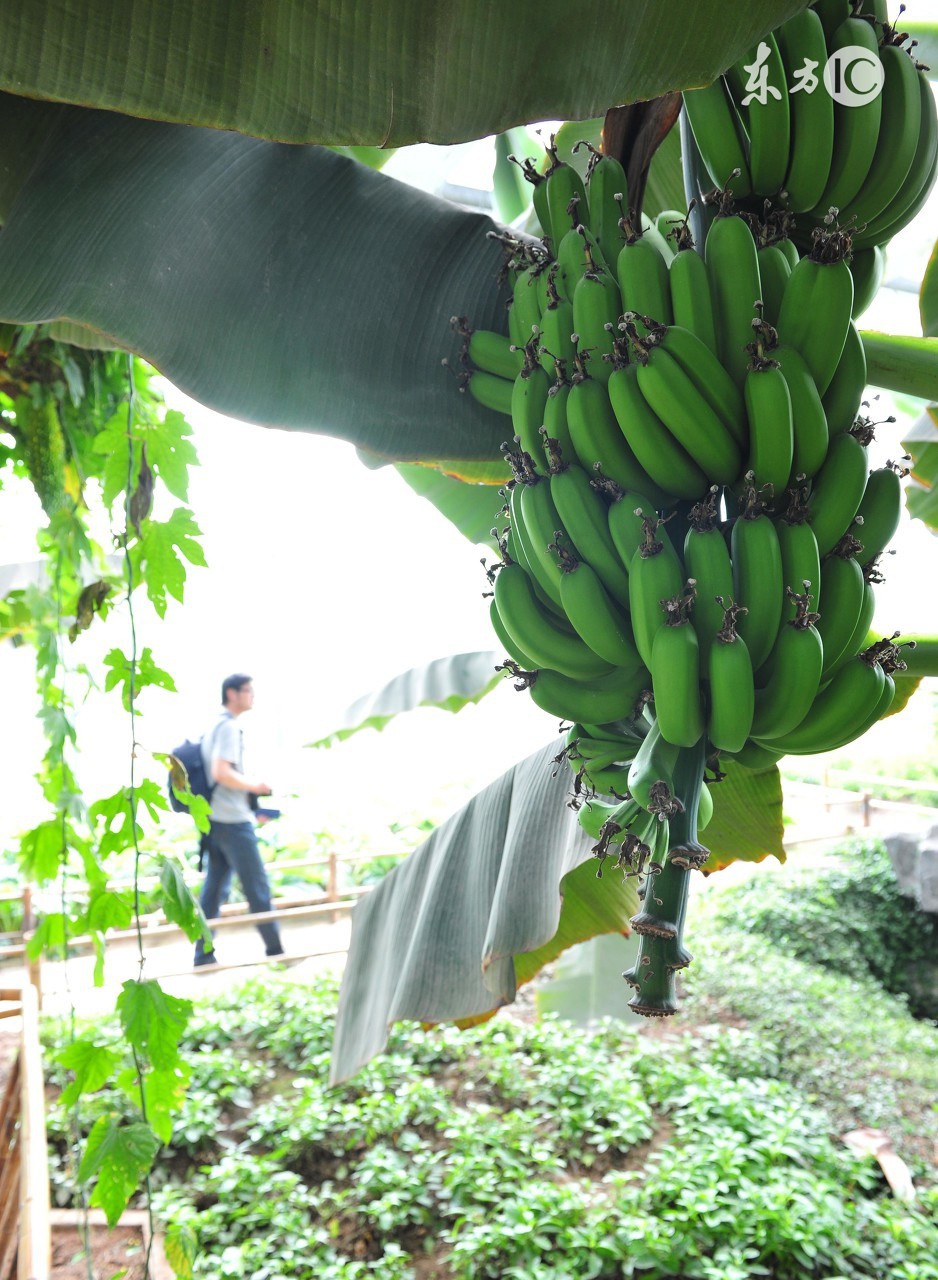 香蕉黑星病用什么药治疗最好,香蕉种植断蕾管理技术