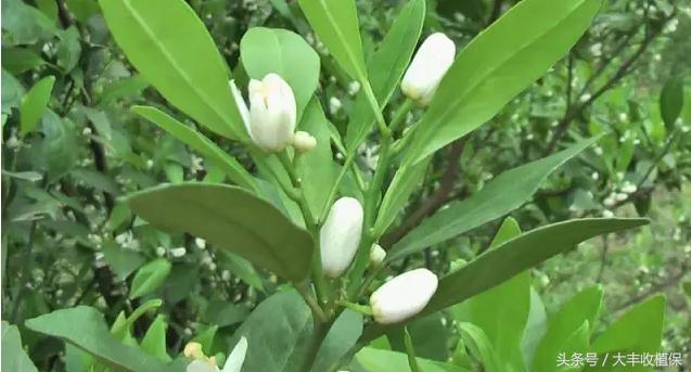 黄龙病无药可治!学会这三招,让黄龙病无处遁形