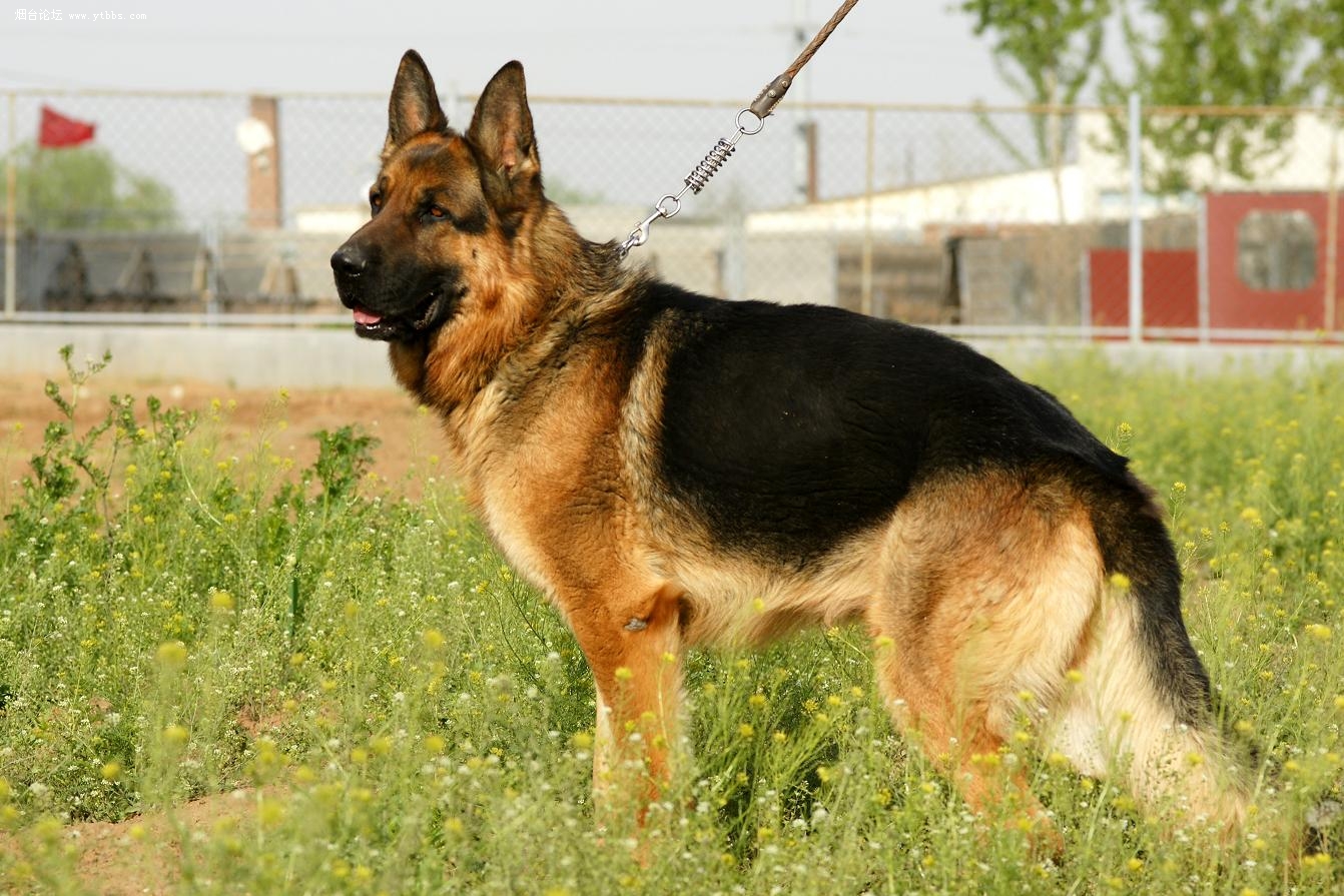 狗狗价格一览表2021,常见家养狗狗价格一览表