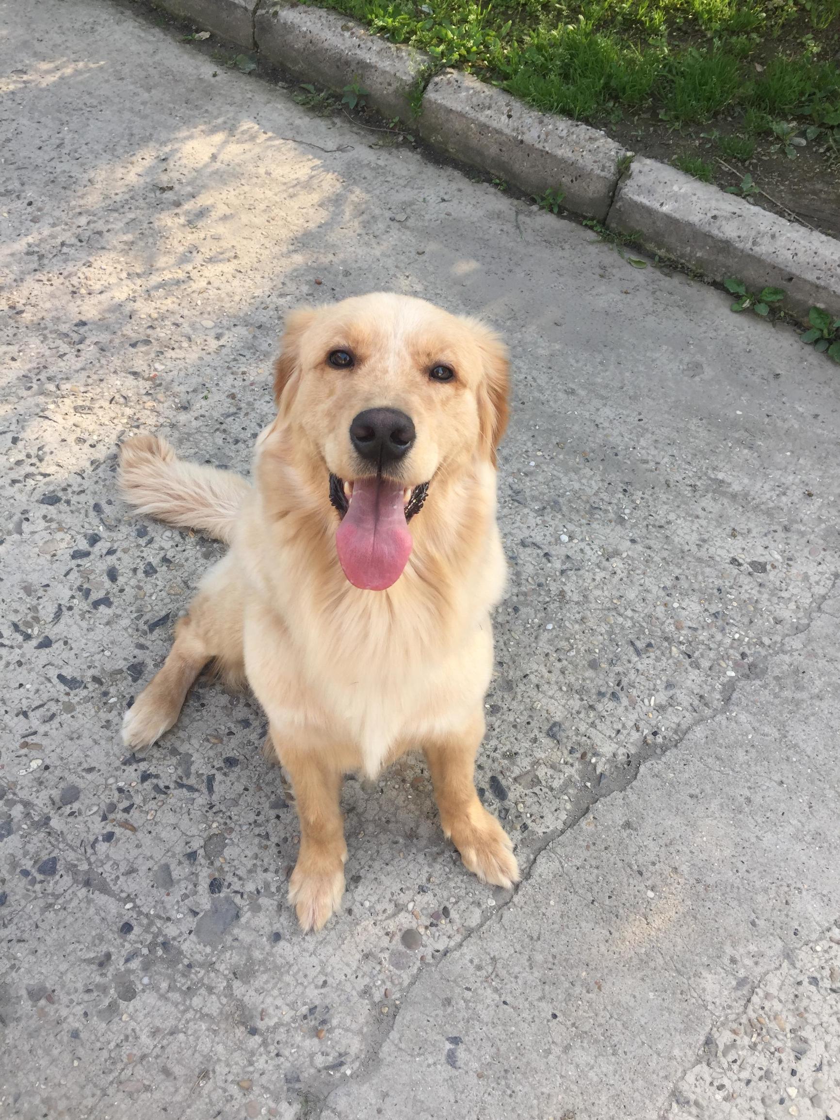 比较贵的狗狗都有哪些,各类狗狗图片品种价格