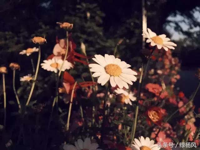 五一扬州瘦西湖风景区门票价格,2022年扬州瘦西湖门票多少钱