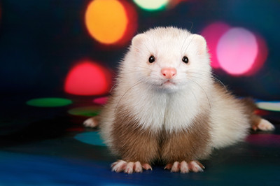 怎么让雪貂变乖,如何跟雪貂玩耍