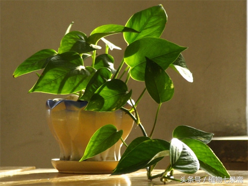 怎么知道浇花水浇够了,浇花怎样知道浇透了没有