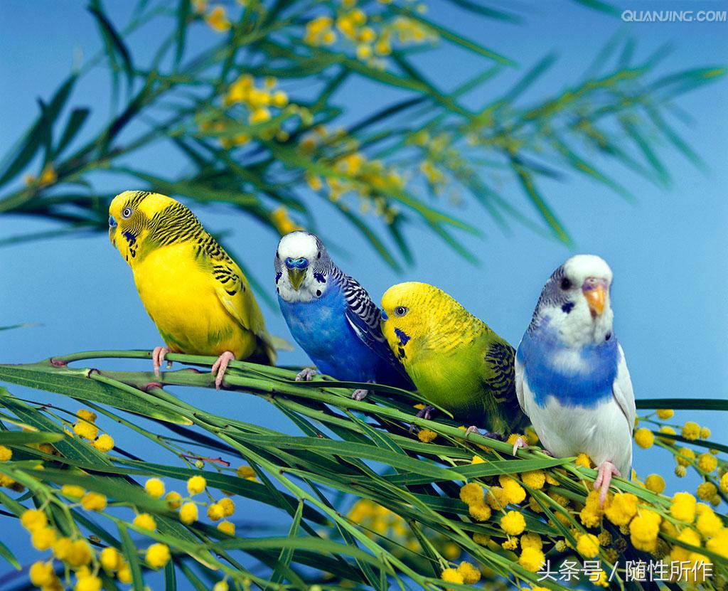 宠物鹦鹉幼鸟公母一对,宠物鹦鹉怎么分