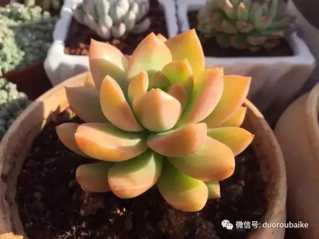 养了一年多的多肉没啥变化说说,养了几年的多肉快要全军覆没了